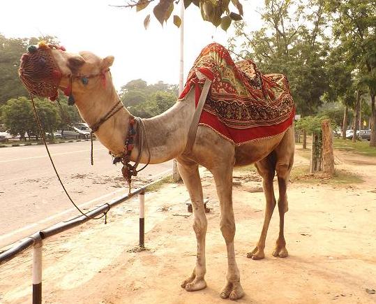 camel-ride-sukhna-lake
