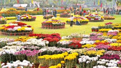 Chrysanthemum-flower-show-terraced-garden-Chandigarh-2015