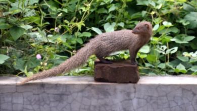 chandigarh-state-animal-mongoose