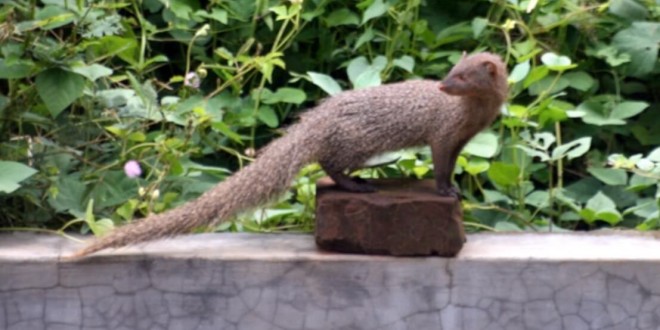 chandigarh-state-animal-mongoose