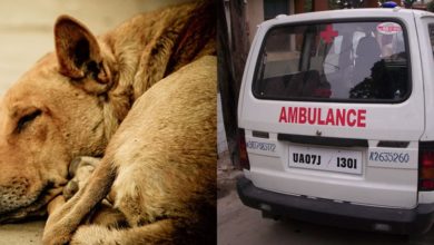 chandigarh-ambulance-animals