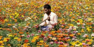flower-field-haryana