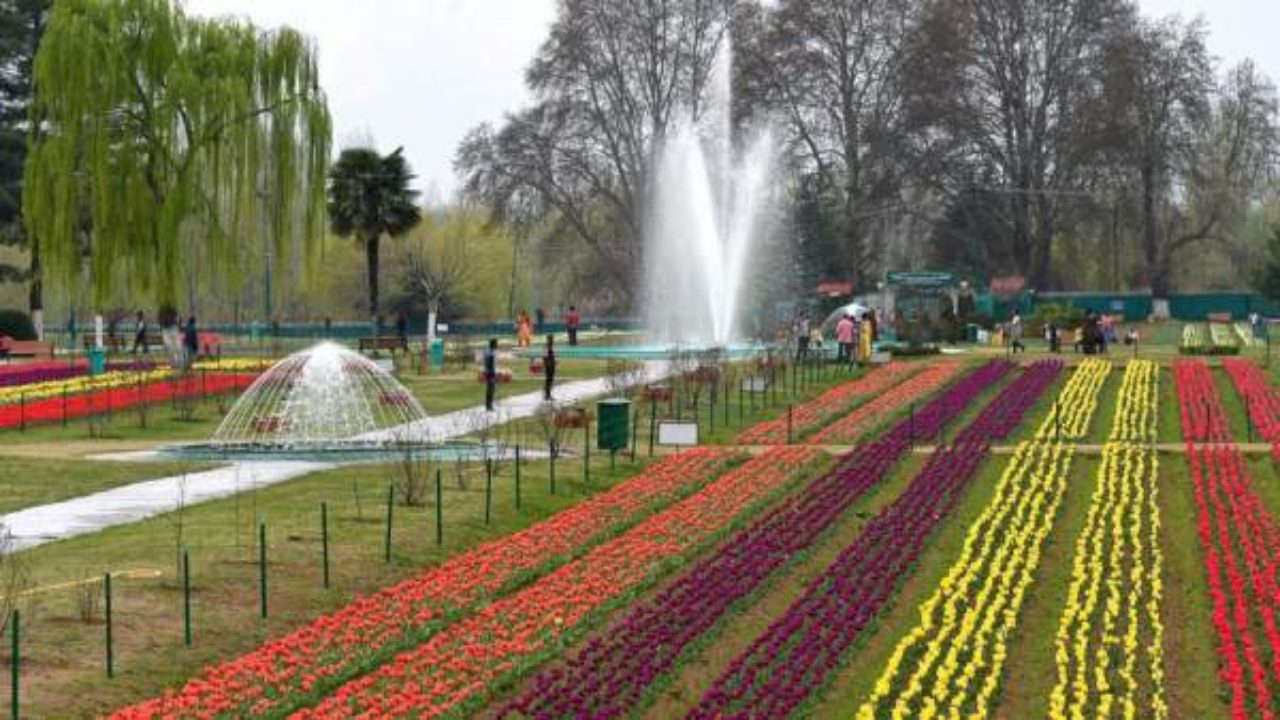 Tulip Festival 17 At Siraj Bagh Tulip Garden Srinagar Kashmir All Details