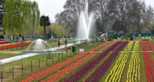 srinagar-tulip-garden